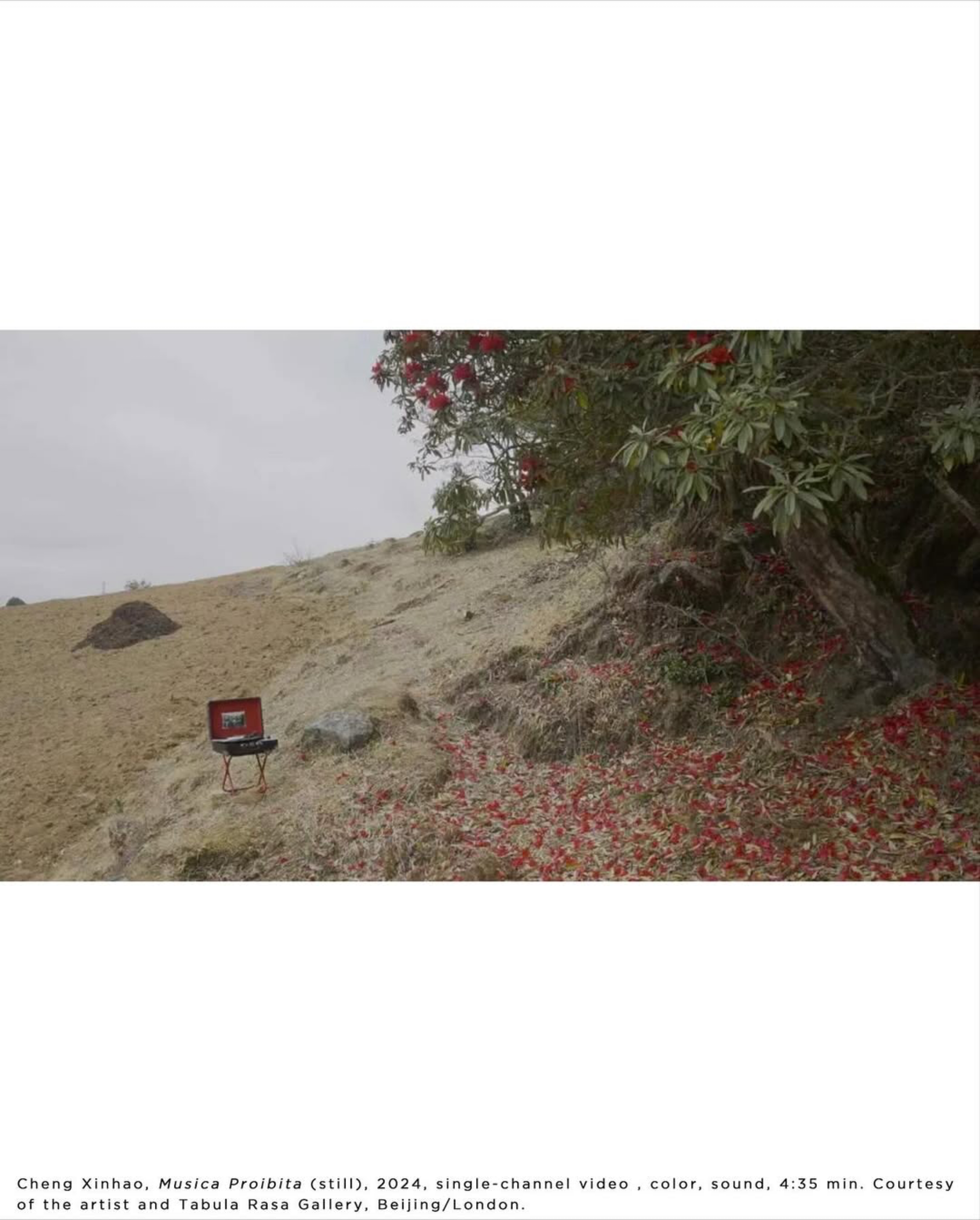 La 15ᵉ Biennale de Shanghai interroge le dialogue entre humains et nature : “Does the flower hear the bee?” ouvre le 8 novembre 2025, photo 5