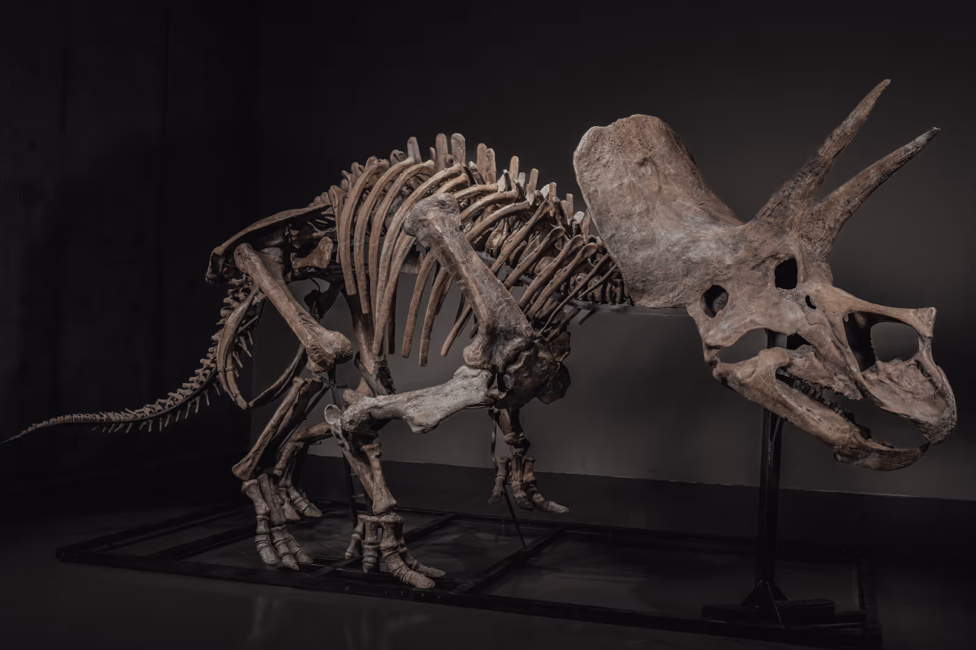 JOOPITER met aux enchères “Trey”, un rare squelette de Triceratops vieux de 66 millions d’années