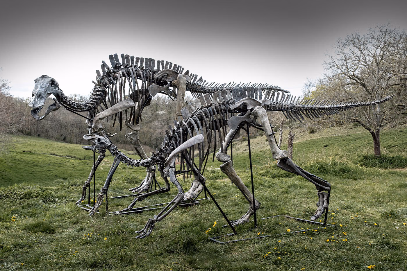 JOOPITER met aux enchères deux squelettes de Maiasaura vieux de 76 millions d’années